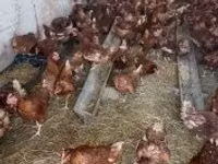 Chickens — الصورة 1