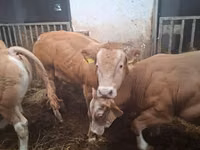 सांड, Blonde d’Aquitane cattle — फ़ोटो 3