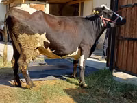 गाय, अलाताऊ नस्ल — फ़ोटो 2