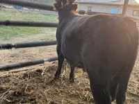 Toro, Simmental cattle — foto 4
