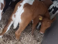 सांड, Simmental cattle — फ़ोटो 5