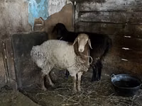Widder, Rhon sheep — Foto 3