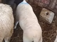 Sheep, Dorper sheep — photo 3
