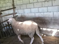 Carnero, Lacaune sheep — foto 4