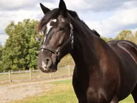 حصان, Percheron — الصورة 4