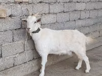 عنزة, الماعز — الصورة 2