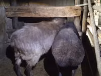 Schaf, Adal sheep — Foto 2