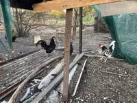 Chickens — Foto 3