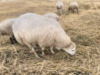 Widder, Bardhoka sheep — Foto 1