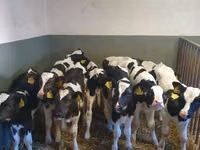 Bulle, Russian Black pied cattle — Foto 5