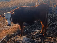 Oveja, Tian-Shan semifinewool sheep — foto 2