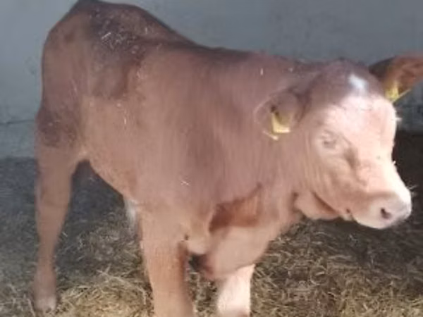 Bull, Limousin cow