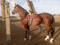 घोड़ा, Kustanai horse — फ़ोटो 4