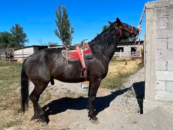 Horse (M), Karabair horse