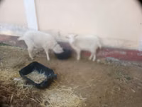 Ziege, Irish goat — Foto 5