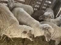 Schaf, Blackheaded Persian sheep — Foto 6