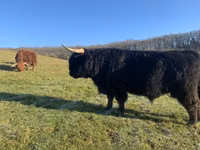 Toro, Highland — foto 2