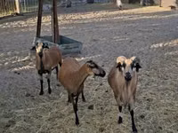 كبش, Cameroon sheep — الصورة 1