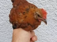 Chickens — foto 2