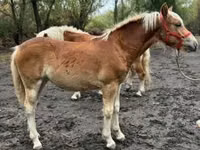 घोड़ी, Haflinger — फ़ोटो 3