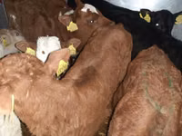 Rinder (Partie, Geschlecht nicht angegeben), Simmental cattle — Foto 4