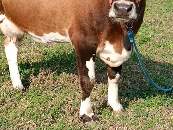بقرة, Simmental cattle