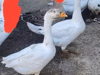 Geese — foto 3