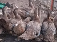 Ducks — الصورة 8