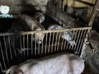 Eber, Schweine — Foto 3