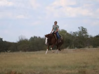 Caballo, Quarter Horse — foto 5
