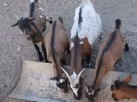 Ziegenbock, Pomellata goat — Foto 4