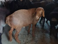 Ziegenbock, Boer goat — Foto 1