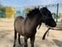 خيول (دفعة، الجنس غير محدد), Australian Pony — الصورة 7