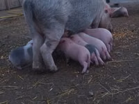 Schweine (Partie, Geschlecht nicht angegeben) — Foto 4
