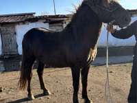 Caballo, Soviet Heavy draft — foto 3