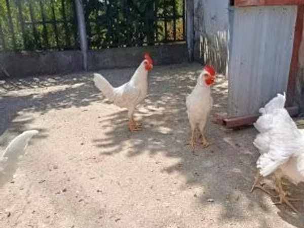 ليغهورن