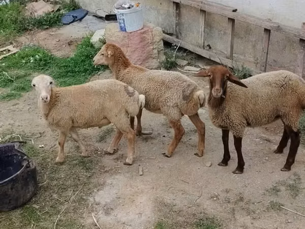 भेड़, भेड़