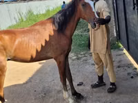 Horses (batch, sex not specified), Horses — photo 4