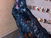 Chickens — الصورة 5