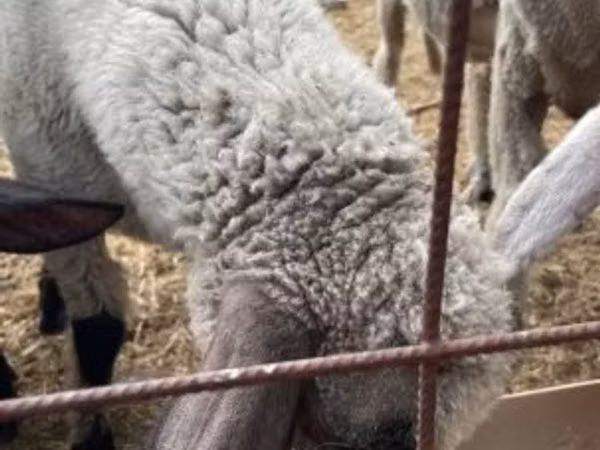 Widder, Tsigai sheep