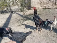 Куры — фото 8