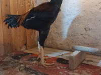 Chickens — Foto 4