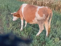 गाय, कास्ता गाय — फ़ोटो 4