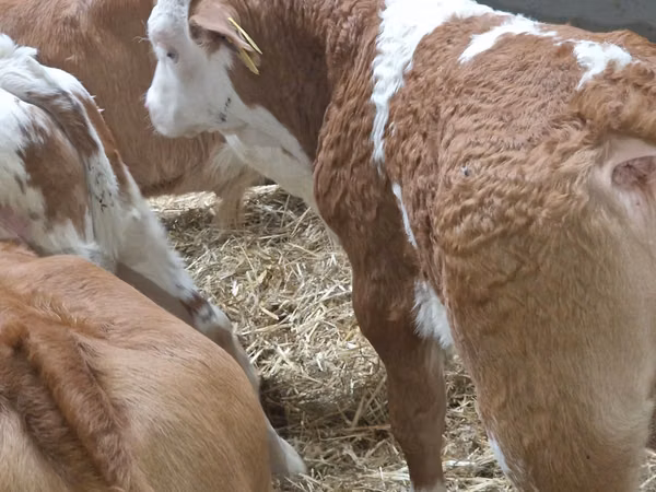 Rinder (Partie, Geschlecht nicht angegeben), Simmental cattle