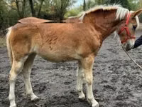 घोड़ी, Haflinger — फ़ोटो 4
