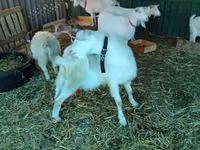 Ziege, Pomellata goat — Foto 5