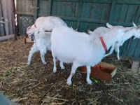 Ziege, Pomellata goat — Foto 4
