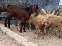 Ziegenbock, Damask goat — Foto 4