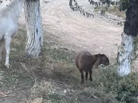 Oveja, Dorper sheep — foto 3