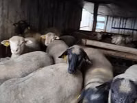 Ram, Ile-de-France sheep — photo 5